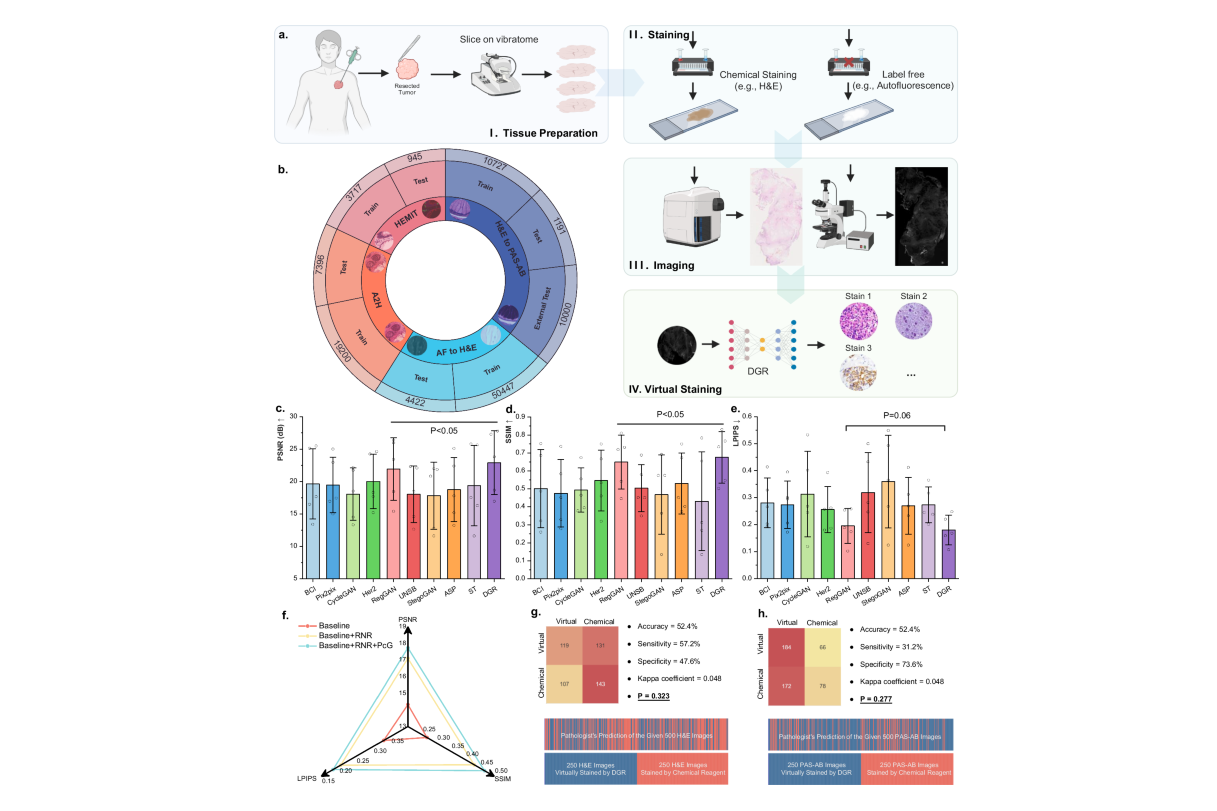 Overview of the DGR virtual staining workflow and performance evaluation